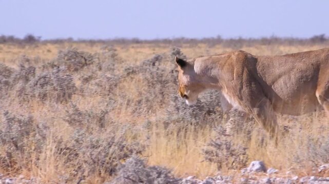 Stalking lioness prowling through dry arid grassland savanna in Namibia.