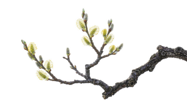 Pussy willow catkins emerging from fuzzy buds on a textured branch, isolated on transparent background