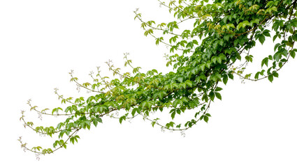 Green ivy vine with delicate leaves, isolated on transparent background © Matteo