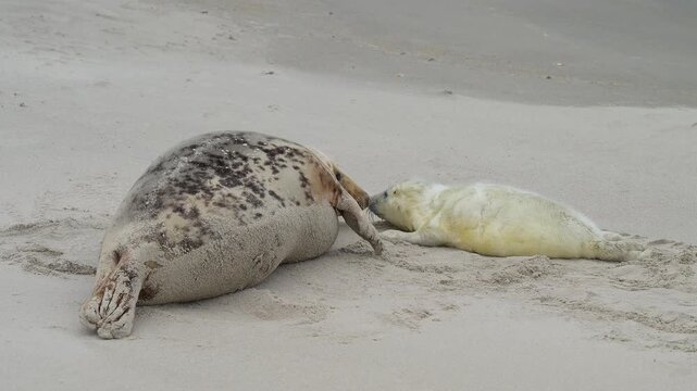 Zwei Kegelrobben (Halichoerus grypus), Muttertier mit Jungtier am Sandstrand, Winter, Helgoland, D&uuml;ne, Nordsee, Insel, Schleswig-Holstein, Deutschland