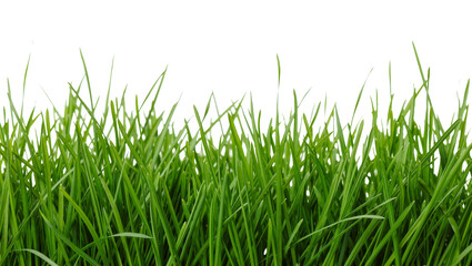 Obraz premium Vibrant green grass blades fresh and healthy, isolated on transparent background