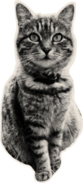 Portrait of a sitting cat. in halftone style. Paper cutouts for scrapbooking.