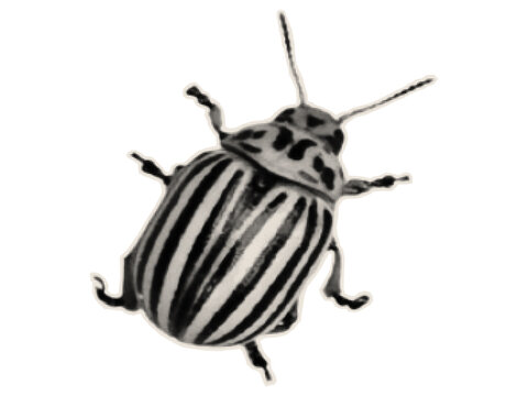 Striped beetle top view. Pest with closed wings. Paper collage, scrapbook style.