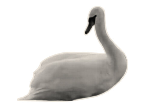A white swan, a swimming bird. A paper sticker for a wildlife and ecology collage. Vector.