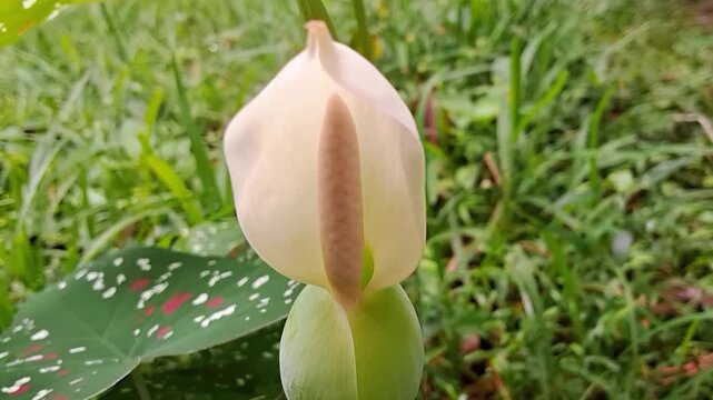 Close up of white spathe and spadix Caladium flower blooming in natural light-Horizontal