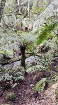 A stream flows through the forest, surrounded by tree ferns and lush vegetation, along the Tanglefoot Track in the Yarra Ranges near Melbourne, Victoria, Australia.
