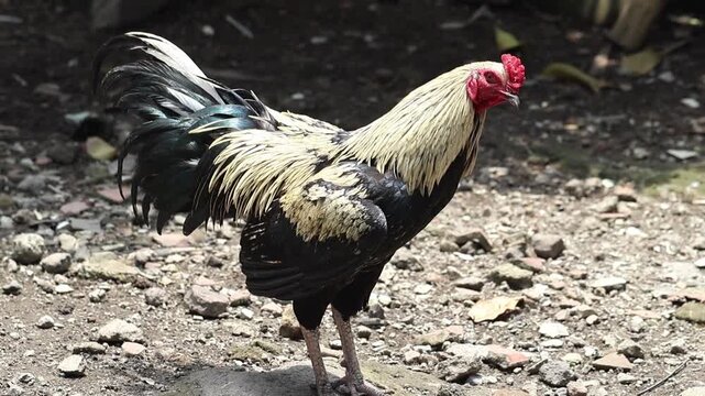 A rooster stands cleaning its feathers from dirt in the yard of a traditional farm