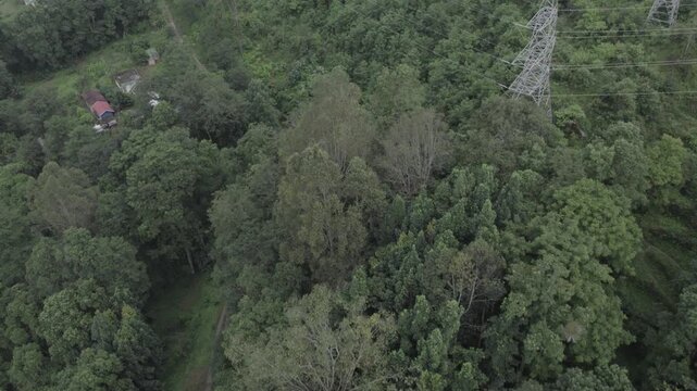forest in the mountains, Namchi, Sikkim, India