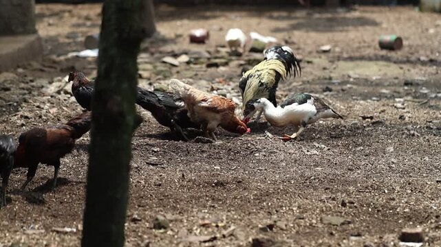 A rooster stands cleaning its feathers from dirt in the yard of a traditional farm