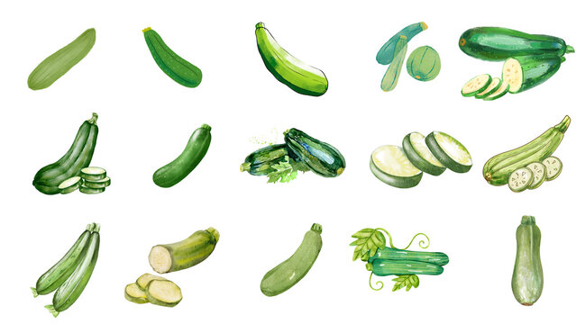 Assortment of fresh green zucchinis and courgettes, meticulously rendered as watercolor illustrations in various whole, sliced, and chopped forms for diverse culinary design projects
