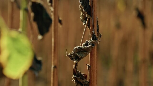 A detailed macro shot captures diseased and withered sunflower leaves on a stalk in an agricultural field under direct sunlight.