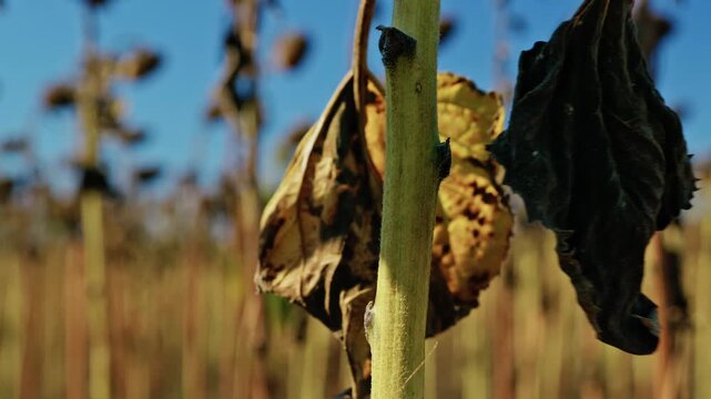 A detailed macro shot captures diseased and withered sunflower leaves on a stalk in an agricultural field under direct sunlight.