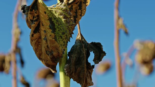 A detailed macro shot captures diseased and withered sunflower leaves on a stalk in an agricultural field under direct sunlight.