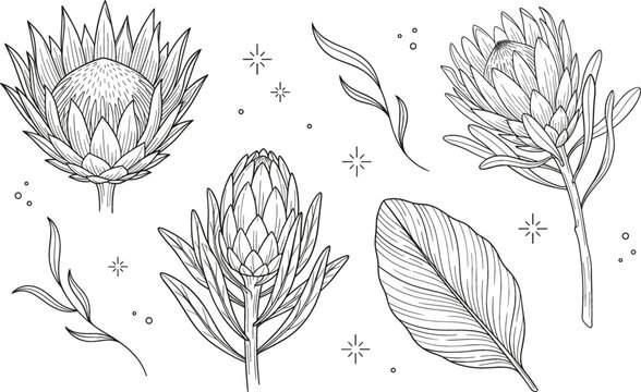 King protea line art set tropical flower bud leaf botanical engraving vector outline black white illustration