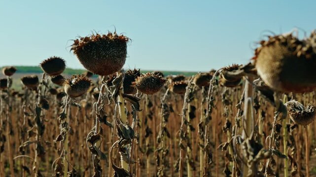 A detailed close-up shot shows ripe, dried sunflower heads filled with seeds in an agricultural field under bright sunlight before harvest.
