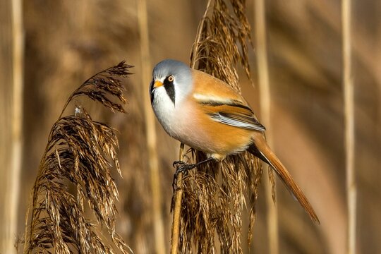 Animals, birds, titmice, songbirds, bearded tit (Panurus biarmicus), Federsee lake, Baden-W&uuml;rttemberg, Federal Republic of Germany