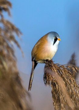 Animals, birds, titmice, songbirds, bearded tit (Panurus biarmicus), Federsee lake, Baden-W&uuml;rttemberg, Federal Republic of Germany