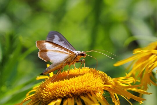 Box tree moth (Cydalima perspectalis) on Great Telekie (Telekia speciosa), close-up, Wilnsdorf, North Rhine-Westphalia, Germany