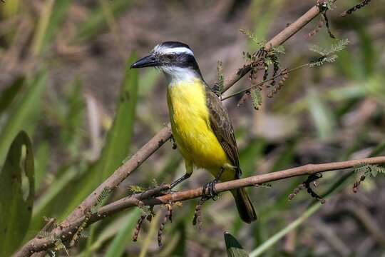 Animals, birds, sulphur-masked tyrant, Bem-te-vi (Pitangus sulphuratus), Pantanal, Brazil, South America