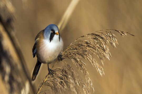 Bearded tit sitting on reed stalk, (Panurus biarmicus), Federsee lake, Baden-W&uuml;rttemberg, Federal Republic of Germany