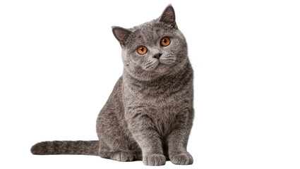 Fluffy grey British Shorthair cat with orange eyes sitting, isolated on transparent background © Sophie