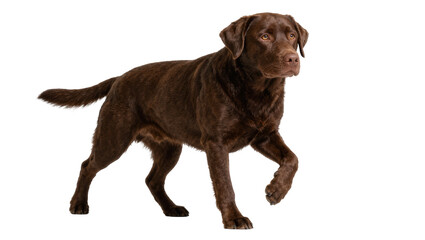Obraz premium Chocolate Labrador Retriever dog walking, isolated on transparent background