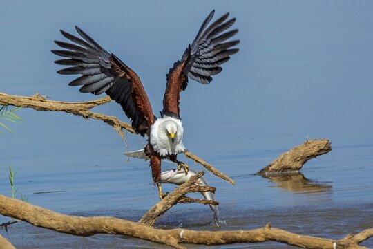 Animals, birds, birds of prey, white-tailed eagles, eagles, greater spotted eagles (Haliaeetus vocifer) . Hunting, prey, Zambia