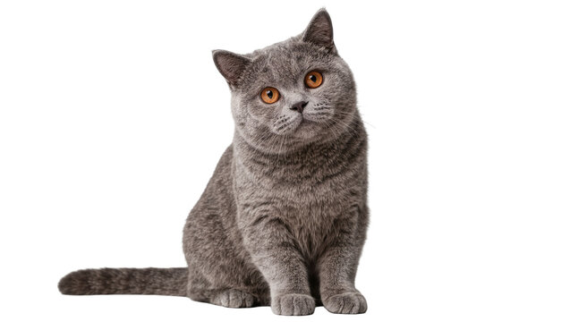 Fluffy grey British Shorthair cat with orange eyes sitting, isolated on transparent background