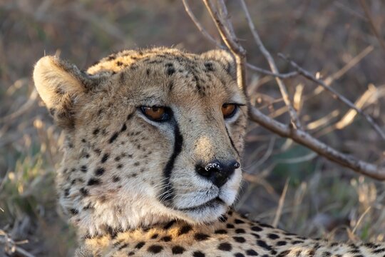 Cheetah (Acinonyx jubatus) adult big cat animal resting in a savannah grassland, Limpopo, South Africa