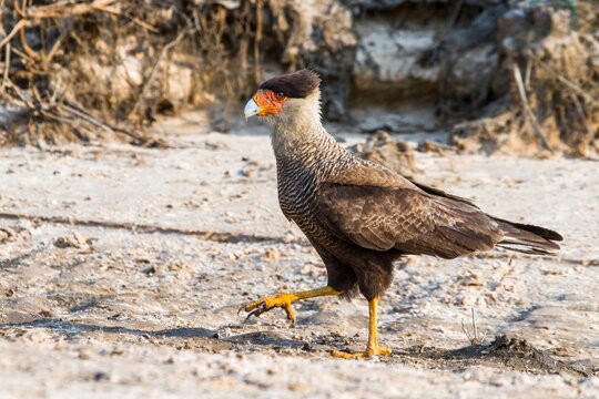 Animals, birds, birds of prey, Crested Caracara (Caracara plancus), Pantanal, Brazil, South America