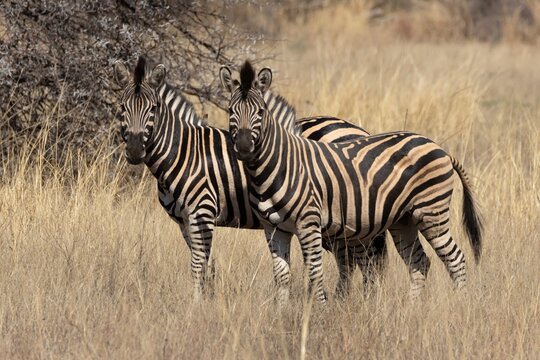 Cape mountain zebra (Equus zebra zebra) two adult animals standing in savannah grassland, Limpopo, South Africa