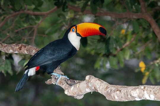 Animals, birds, toucan, giant toucan (Ramphastos toco), Pantanal, Mato Grosso, Brazil