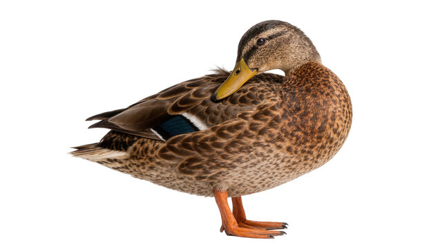 Brown mallard duck preening its feathers, isolated on transparent background