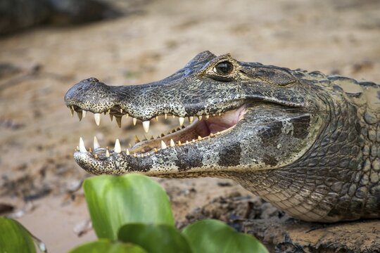 Spectacular caiman (Caiman yacare), Brazil, Pantanal, South America