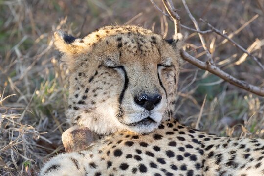 Cheetah (Acinonyx jubatus) adult big cat animal sleeping in a savannah grassland, Limpopo, South Africa