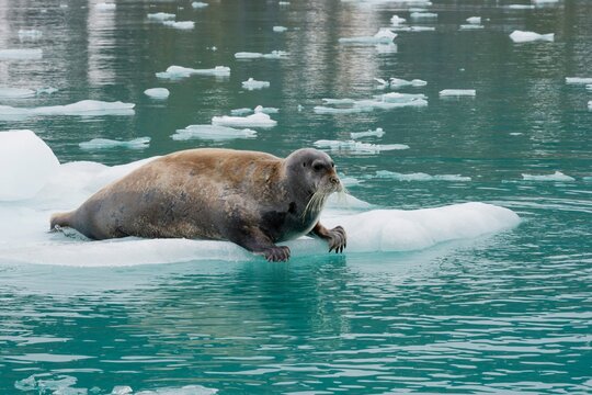 Bearded Seal (Erignathus barbatus) on pack Ice, Fuglefjorden fjord, Spitsbergen, Svalbard archipelago, Norway