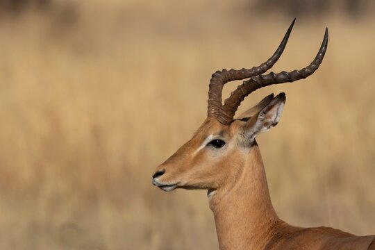 Impala (Aepyceros melampus) adult antelope animal in savannah grassland, Limpopo, South Africa