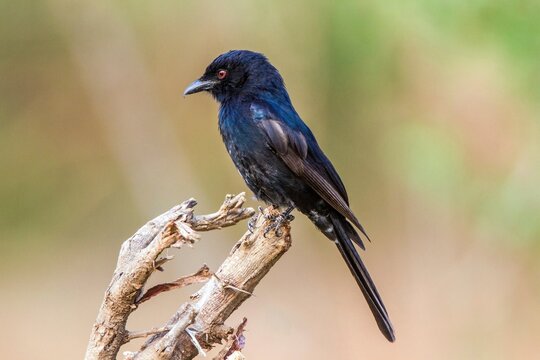 Animals, birds, black-capped drongo (Dicrurus adsimilis), Samburu National Park, Kenya
