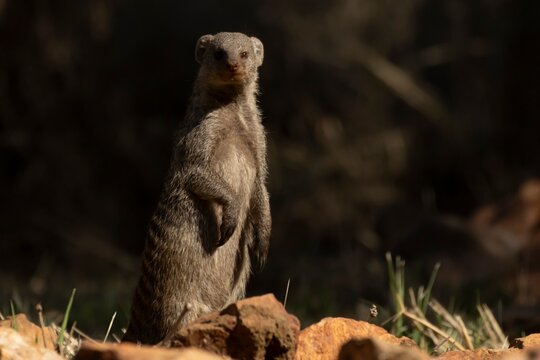Banded mongoose (Mungos mungo) adult animal stood on its back legs, Limpopo, South Africa