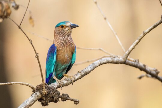 Animals, birds, roller, Bengal roller (Coracias benghalensis), Madhya Pradesh, India