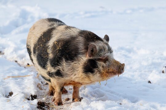 A Kunekune pig (sus scrofa domesticus), a domestic breed from New Zealand, stands in a snow-covered pasture on a cold winter day. Captive, Austria
