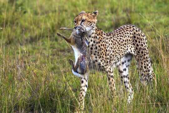 Cheetah (Acinonyx jubatus) with hunting prey, Masai Mara National Park, Kenya