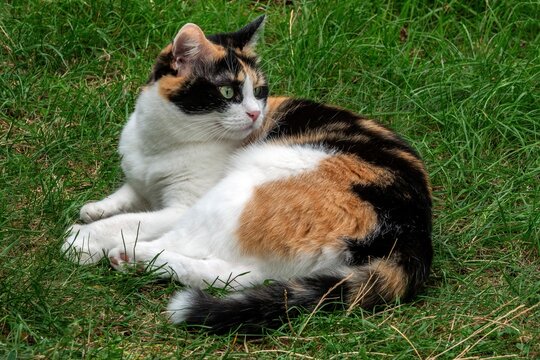 Cat, European Shorthair, domestic cat (Felis catus), calico, lying in the grass, Baden-W&uuml;rttemberg, Germany