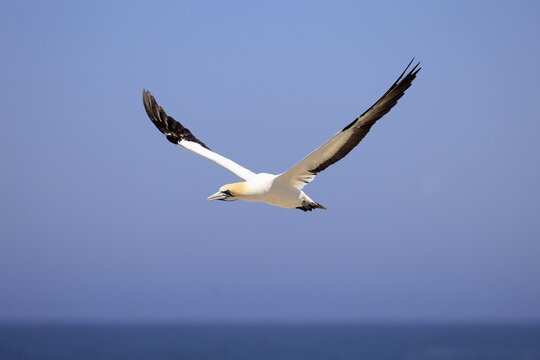 Cape Gannet (Morus capensis), adult, in flight, Lamberts Bay, Western Cape, South Africa