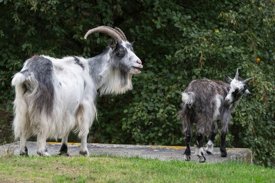Dutch Land goats (Capra aegagrus hircus), Emsland, Lower Saxony, Germany
