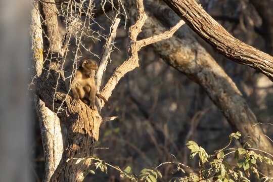 Chacma baboon (Papio ursinus) juvenile baby ape animal in a tree in a savannah bushland, Limpopo, South Africa