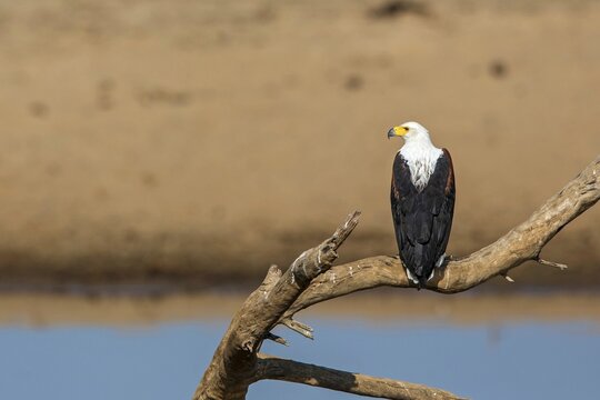 Animals, birds, birds of prey, white-tailed eagles, eagles, white-tailed sea eagles (Haliaeetus vocifer) at a perching spot, Zambia