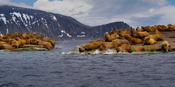 Large group of Walrus (Odobenus rosmarus) running in stampede into water, Parry Island, Svalbard Archipelago, Norway