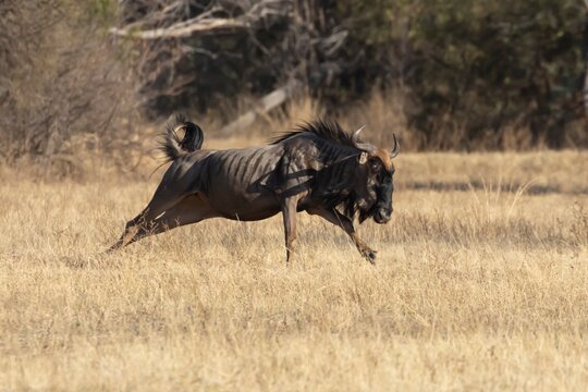 Common wildebeest or Gnu (Connochaetes taurinus) adult animal running in savannah grassland, Limpopo, South Africa