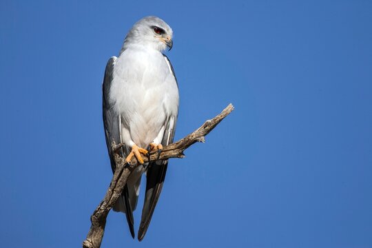 Animals, birds, birds of prey, black-winged kite (Elanus caeruleus), Kalahari Gemsbok Park, Kalahari, South Africa